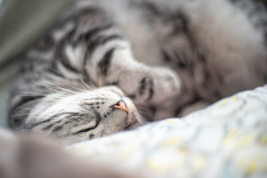 すやぁ(( _ _ ))..zzzZZ
