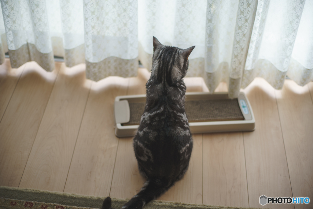 窓辺のレオン