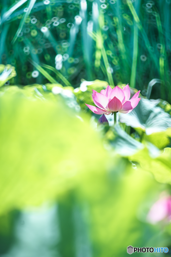 愛の花