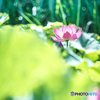 愛の花