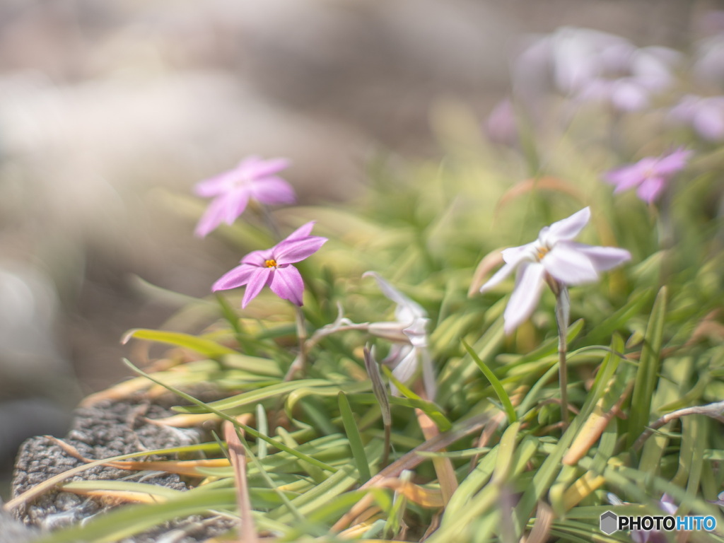 それでも花は咲く