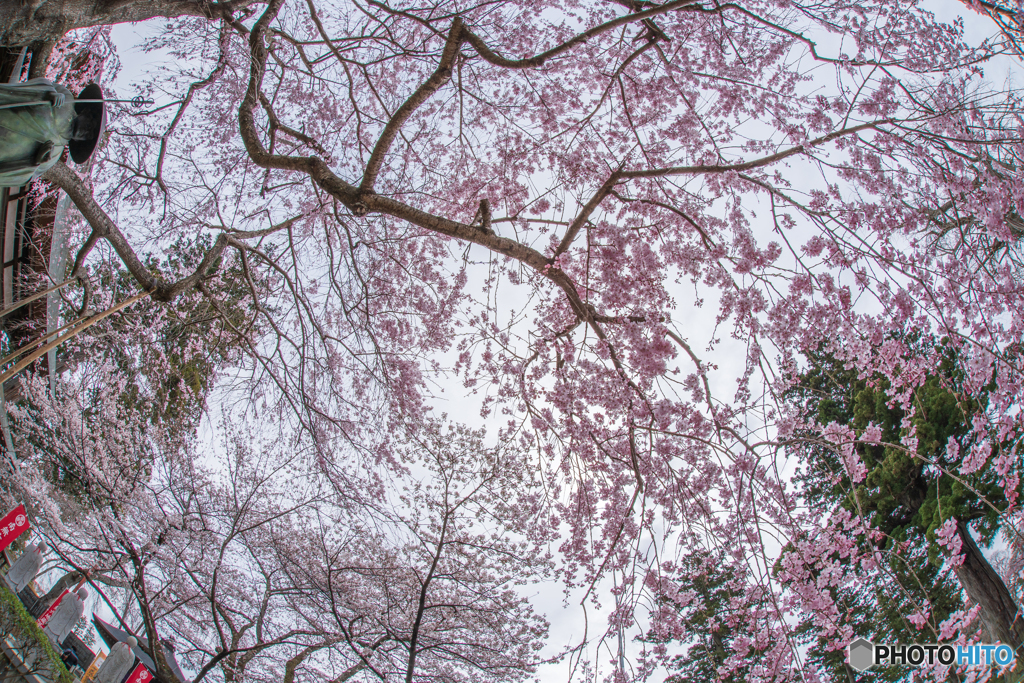 桜花爛漫⑥