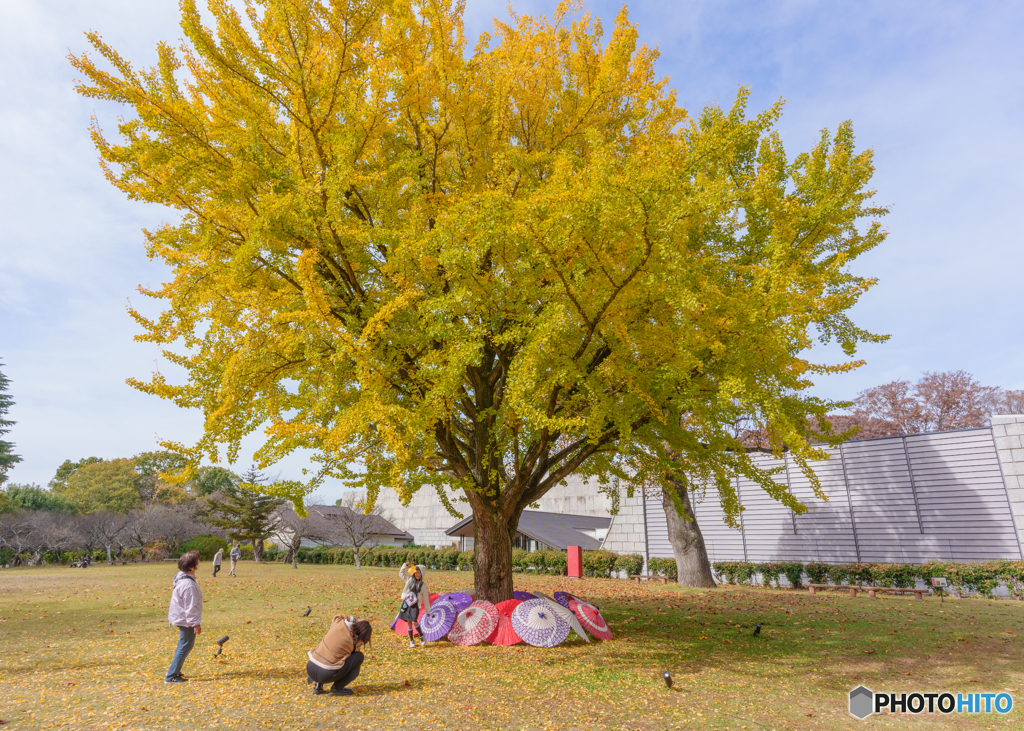 紅葉スナップ