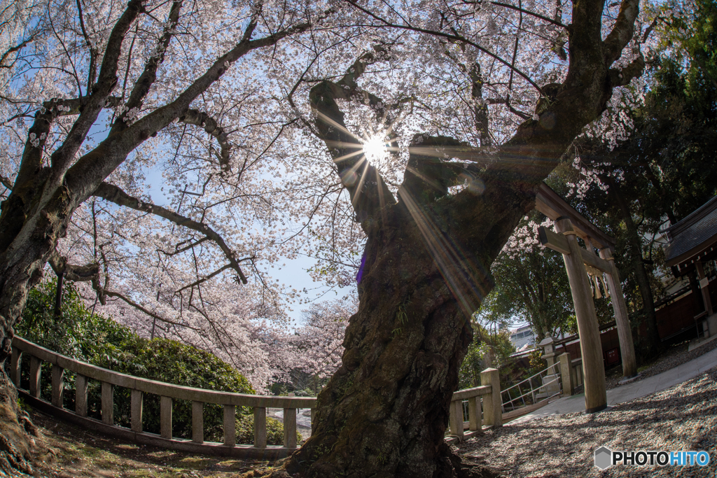 Dancing Tree