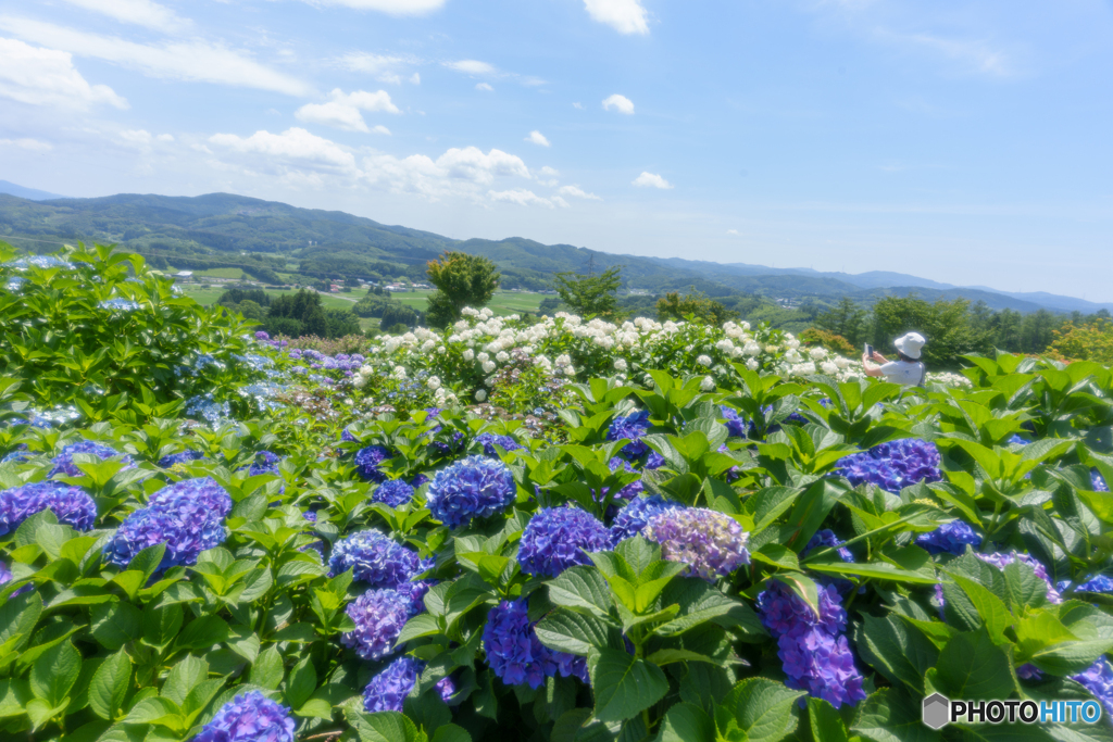 天空の紫陽花③