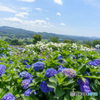 天空の紫陽花③