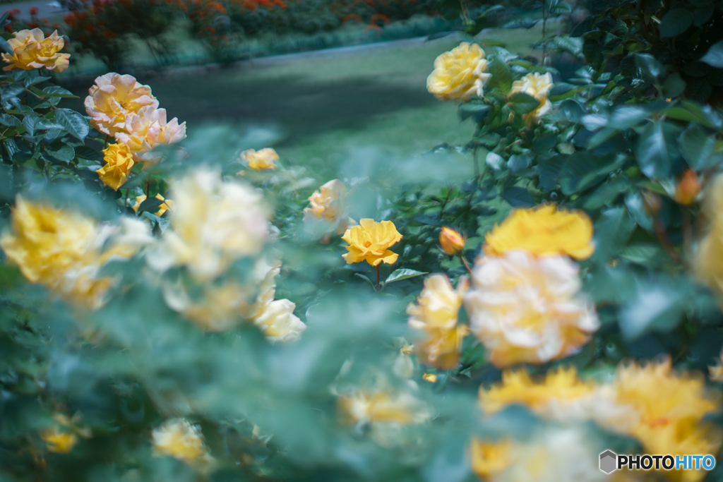 Secret garden