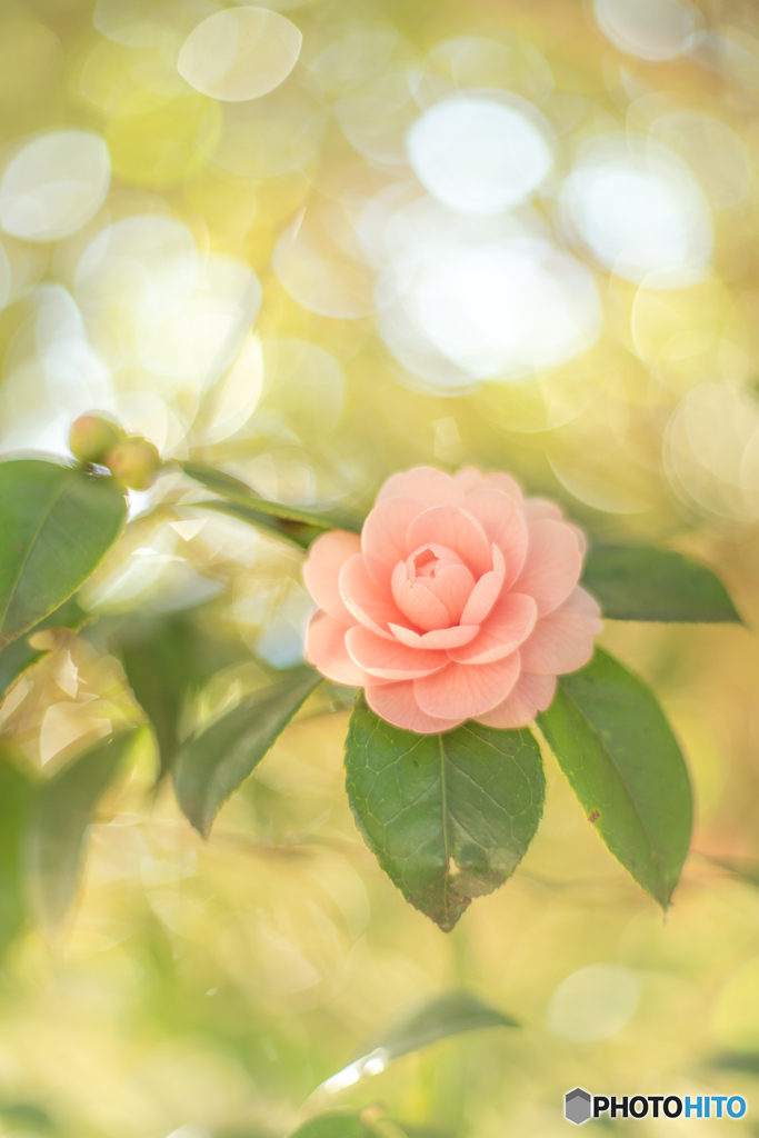 Golden light