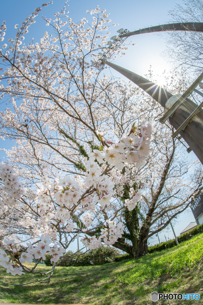 SAKURA WAVE
