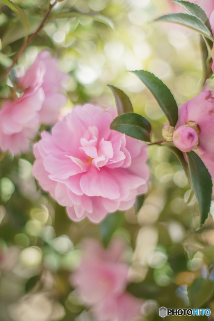 桃色山茶花