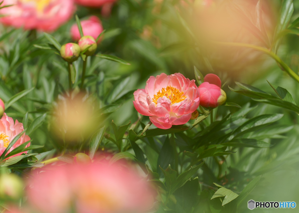 秘すれば花