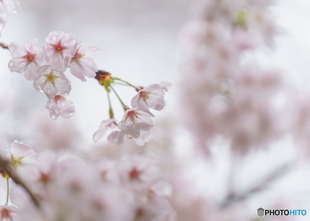 雫花