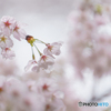 雫花
