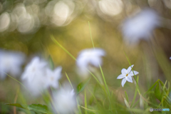 Spring Star