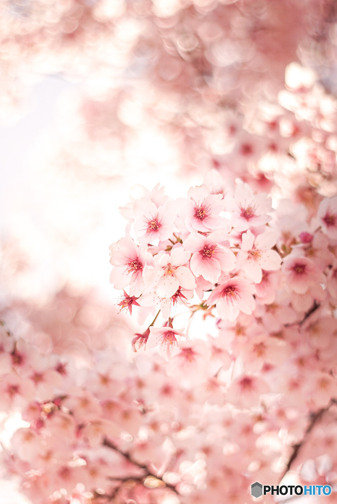 寒桜