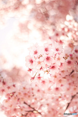 寒桜