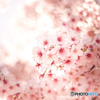 寒桜
