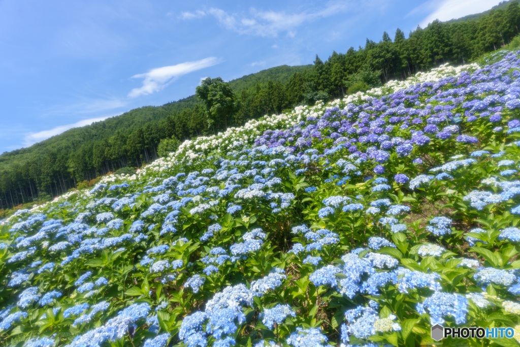 天空の紫陽花
