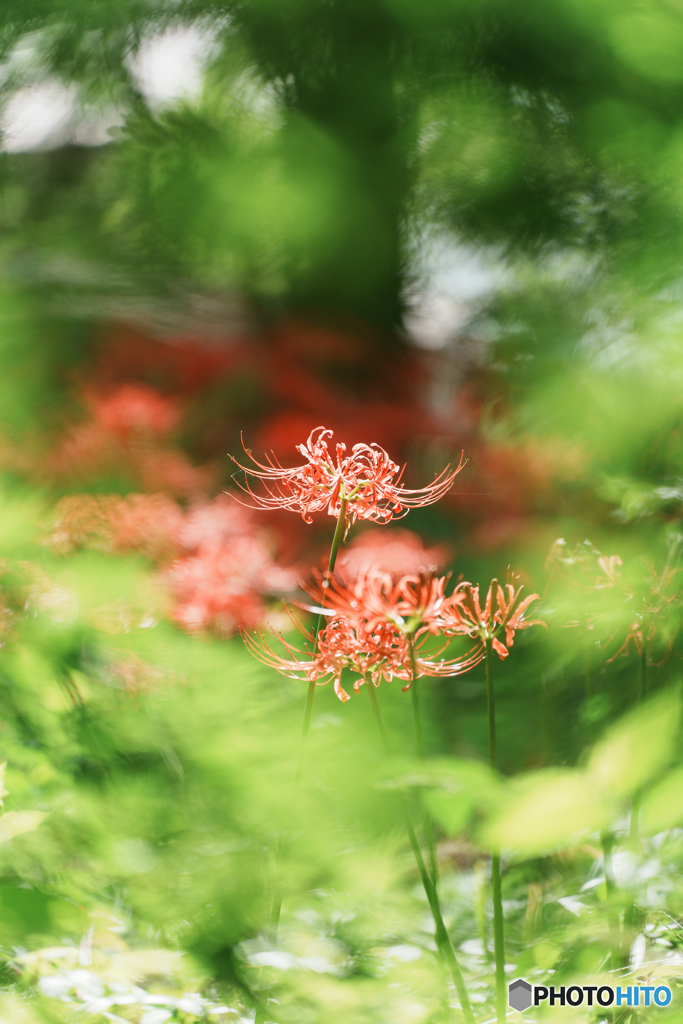 幻想の森