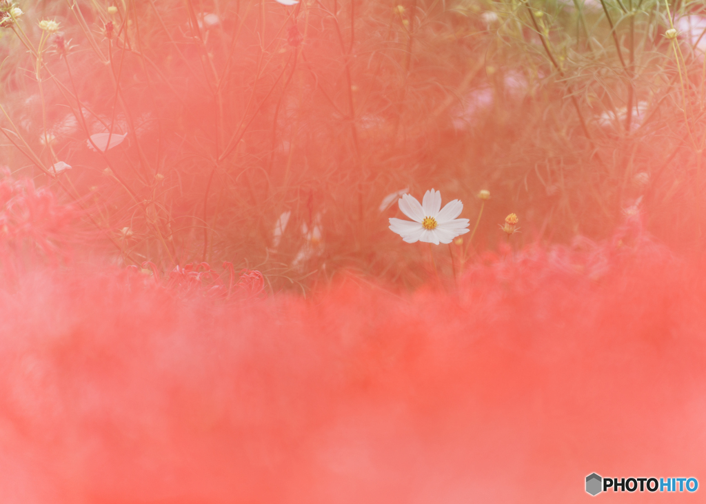 White cosmos