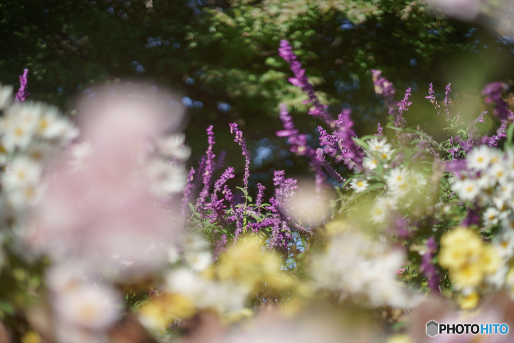 ボケの国の花々