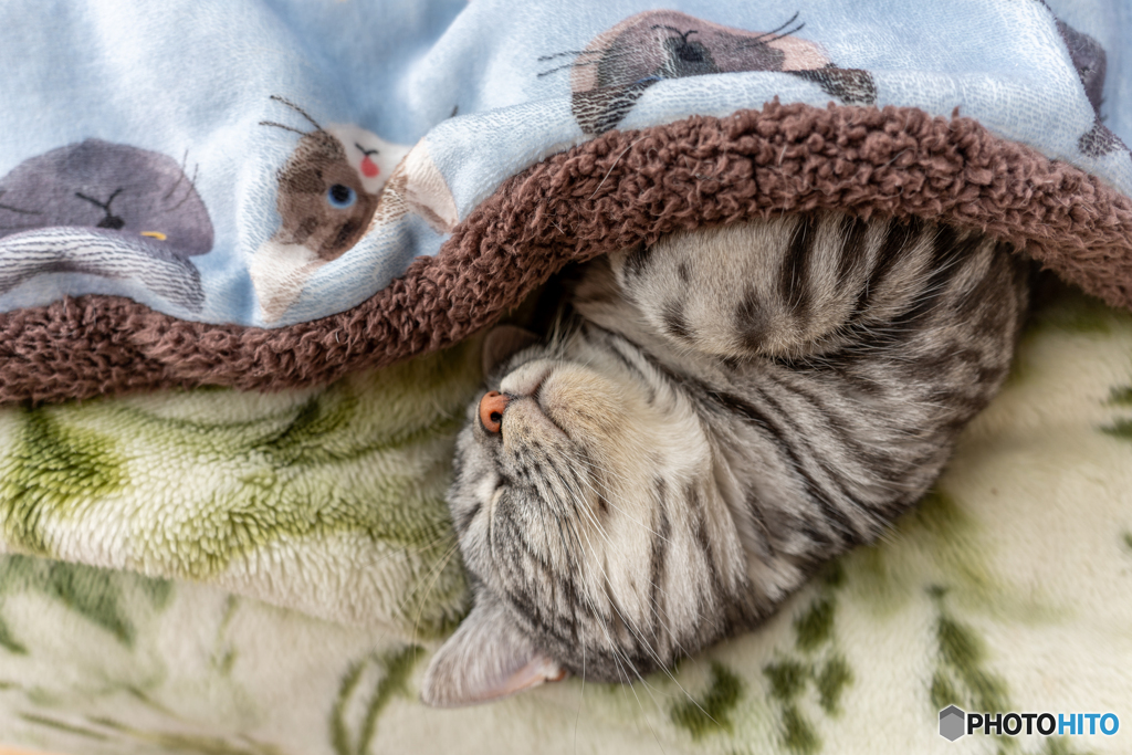 眠い眠いレオン