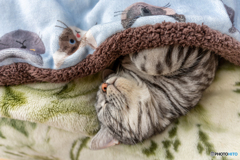 眠い眠いレオン