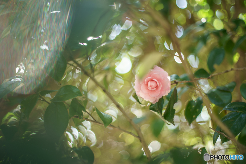 椿の森
