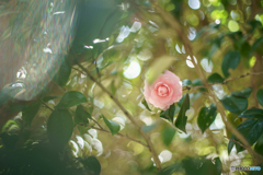 椿の森