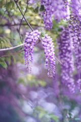 Wild Wisteria