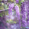 Wild Wisteria