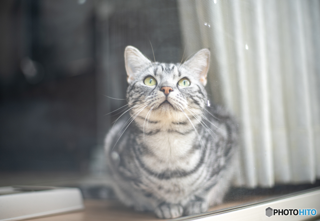 雨上がりのレオン