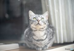 雨上がりのレオン