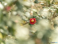 紅一点