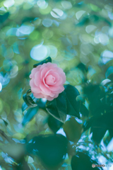 泡沫の華