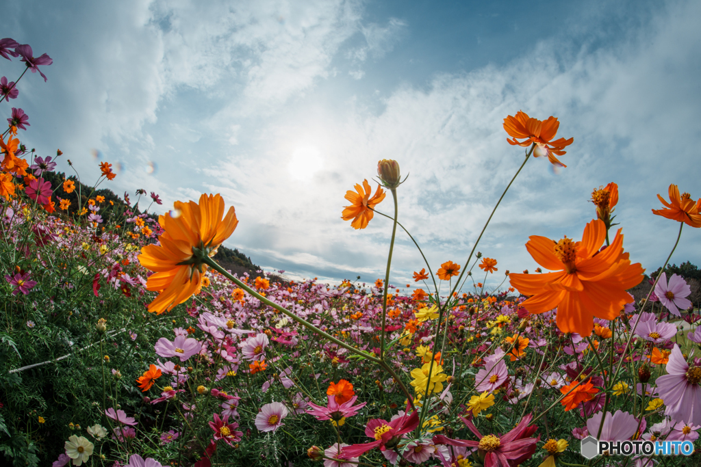 Dancing cosmos