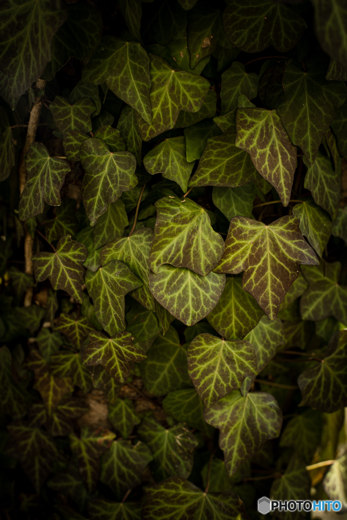 Nature's art