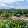 天空の紫陽花