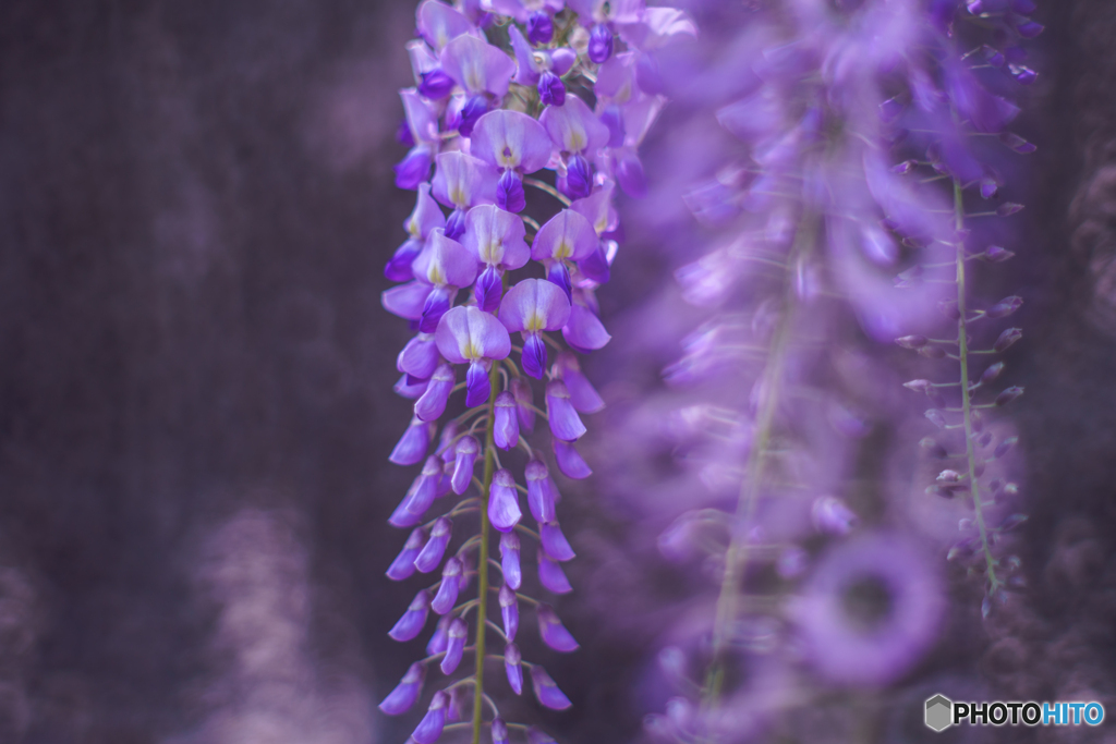 Wild wisteria