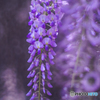 Wild wisteria
