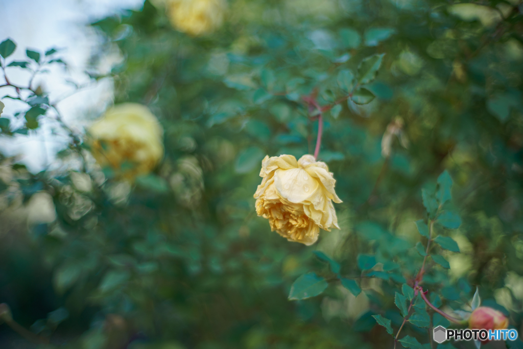Autumn rose