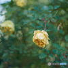 Autumn rose