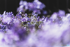 Purple dream