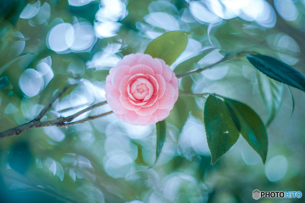 秘すれば花