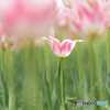 Tulip Fantasy