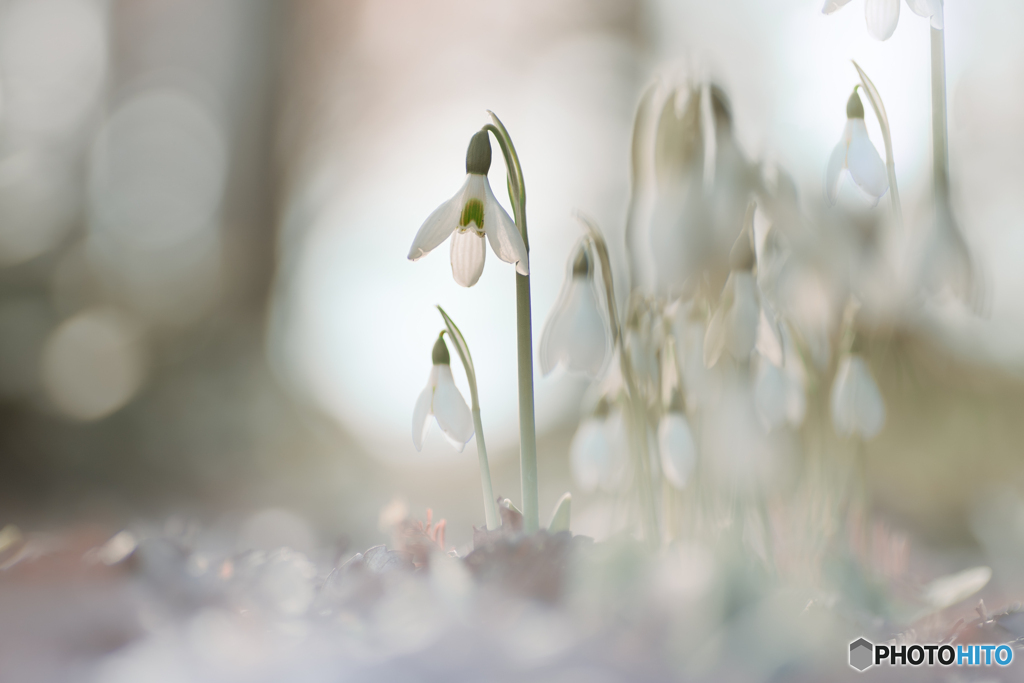 Snow drops family