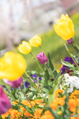 COLORFUL SPRING