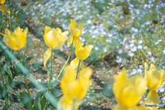 私立花畑中学校　チューリップ組