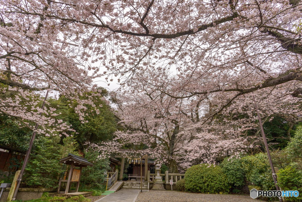 雨と桜と