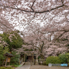 雨と桜と